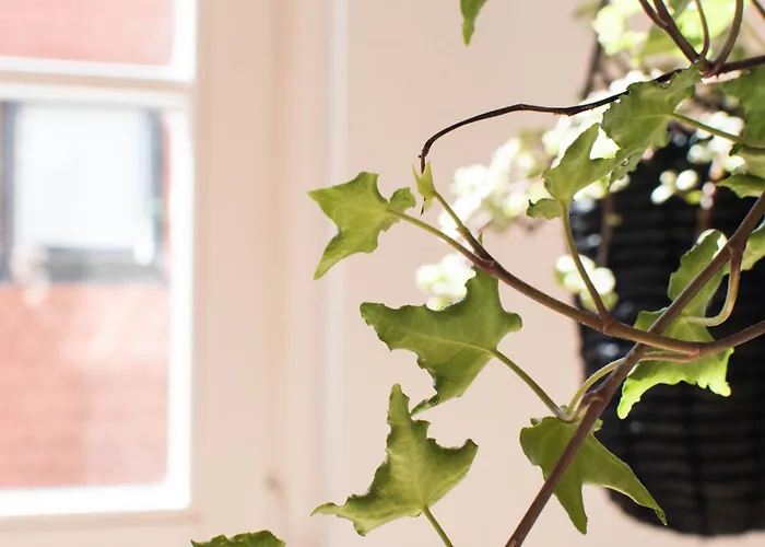 Modern Design Im Klassischem Altbau * Weimar (Thuringia)